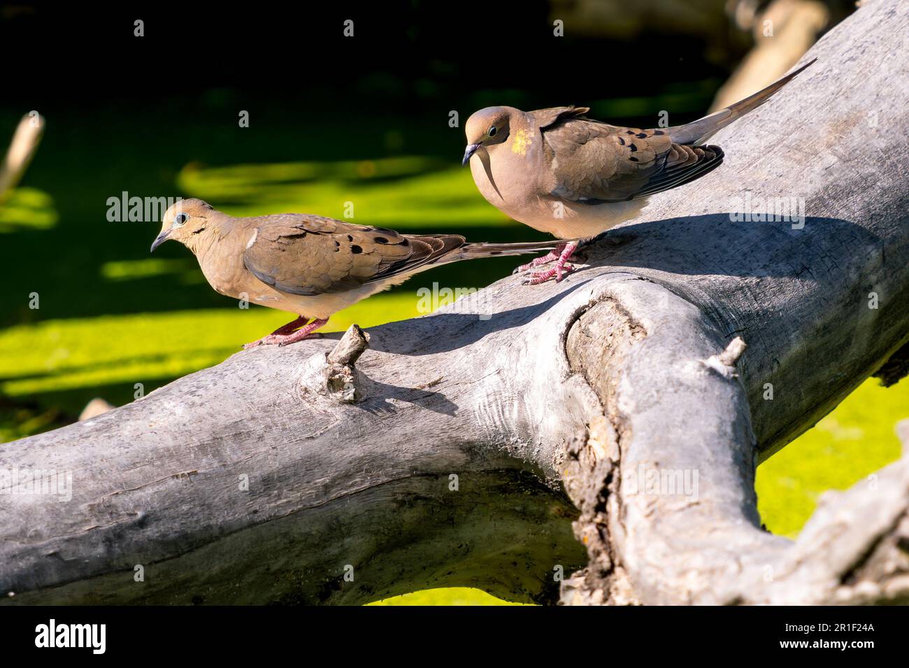 Trauernde Tauben, die einen Baumstamm über einem Sumpflebensraum mit grünem Entenkraut hinunterspazieren. Stockfoto