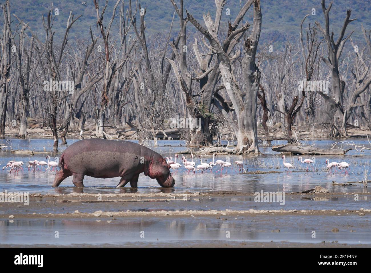 Ein Nilpferd, das zwischen den rosa Flamingos auf dem Nakuru-See weht Stockfoto