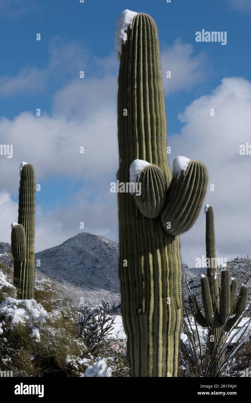 Saguaros in der Sonora-Wüste mit Schnee Stockfoto