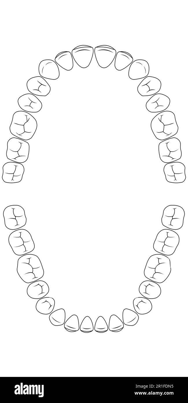 Zahndiagramm Zahn Stock Vektor