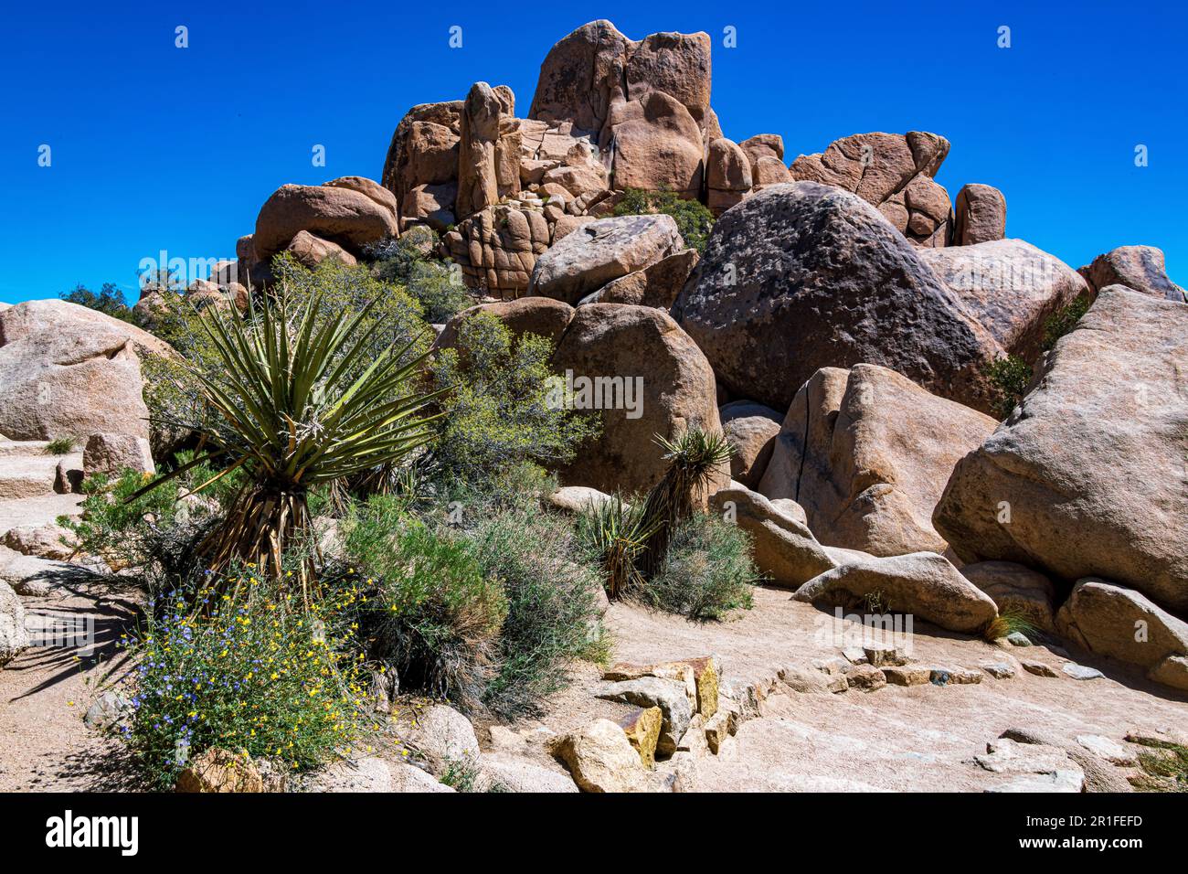 Joshua Tree-Nationalpark mit blauem Himmel, Wildblumen und Kaktusblüten Stockfoto