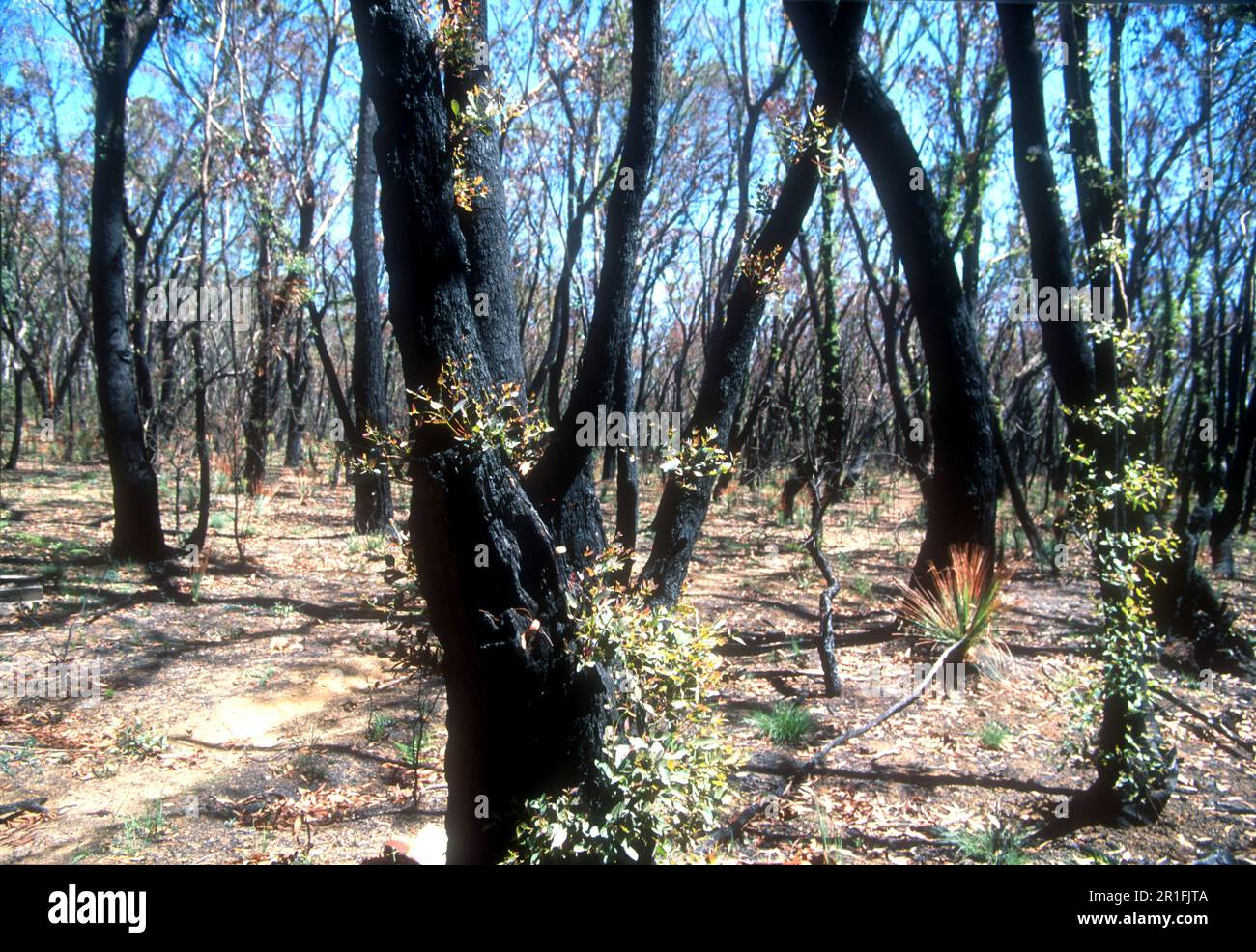 Australische Eukalypten mit grünen Schüssen drei Monate nach einem Buschfeuer Stockfoto