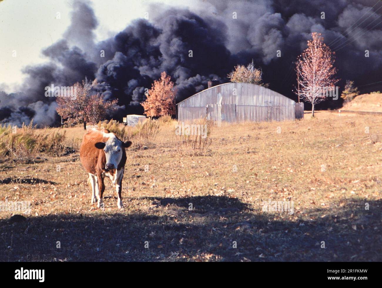 Texas-Bürstenfeuer, hereford-Kuh im Vordergrund ca. November 1956 Stockfoto