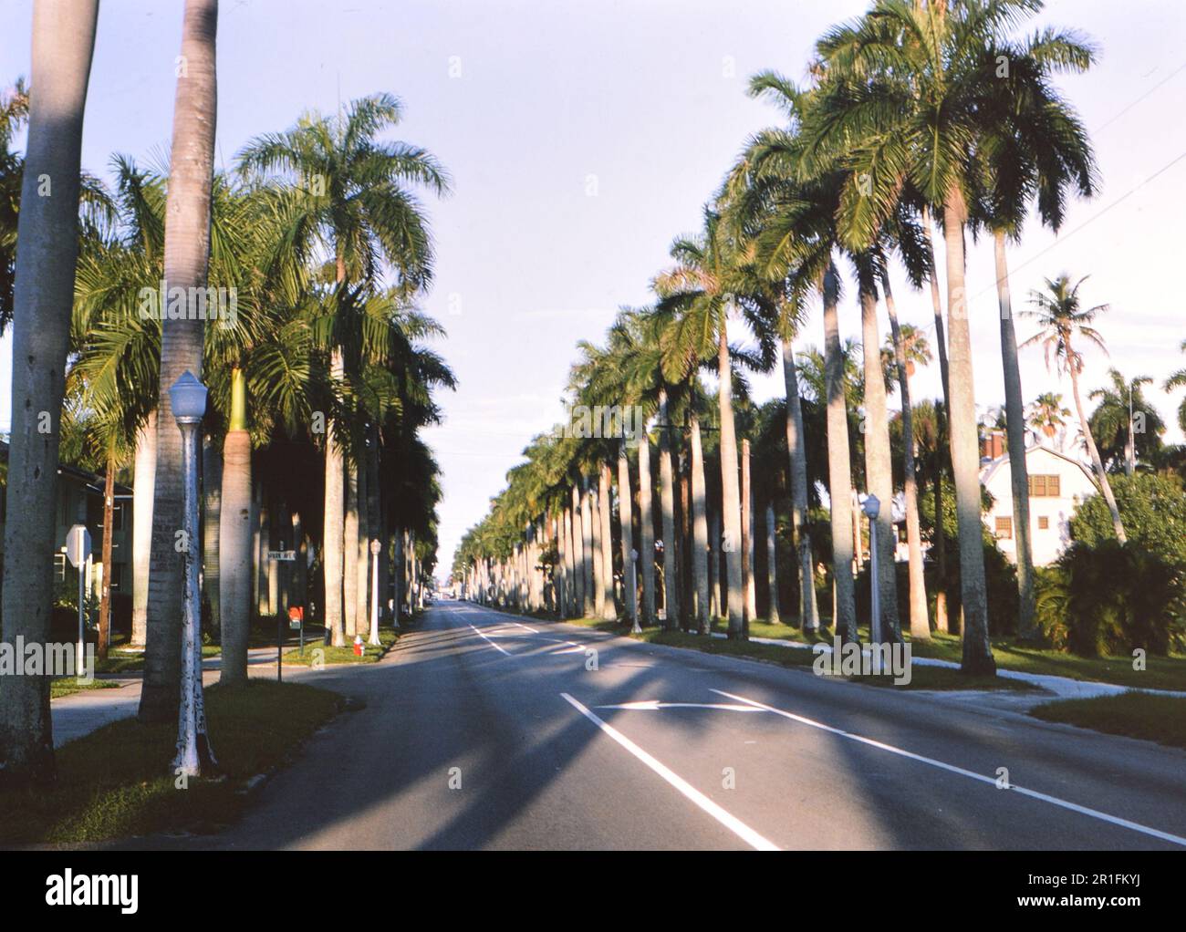 Palmengesäumte Straße in der Gegend von Los Angeles ca. 1965 Stockfoto