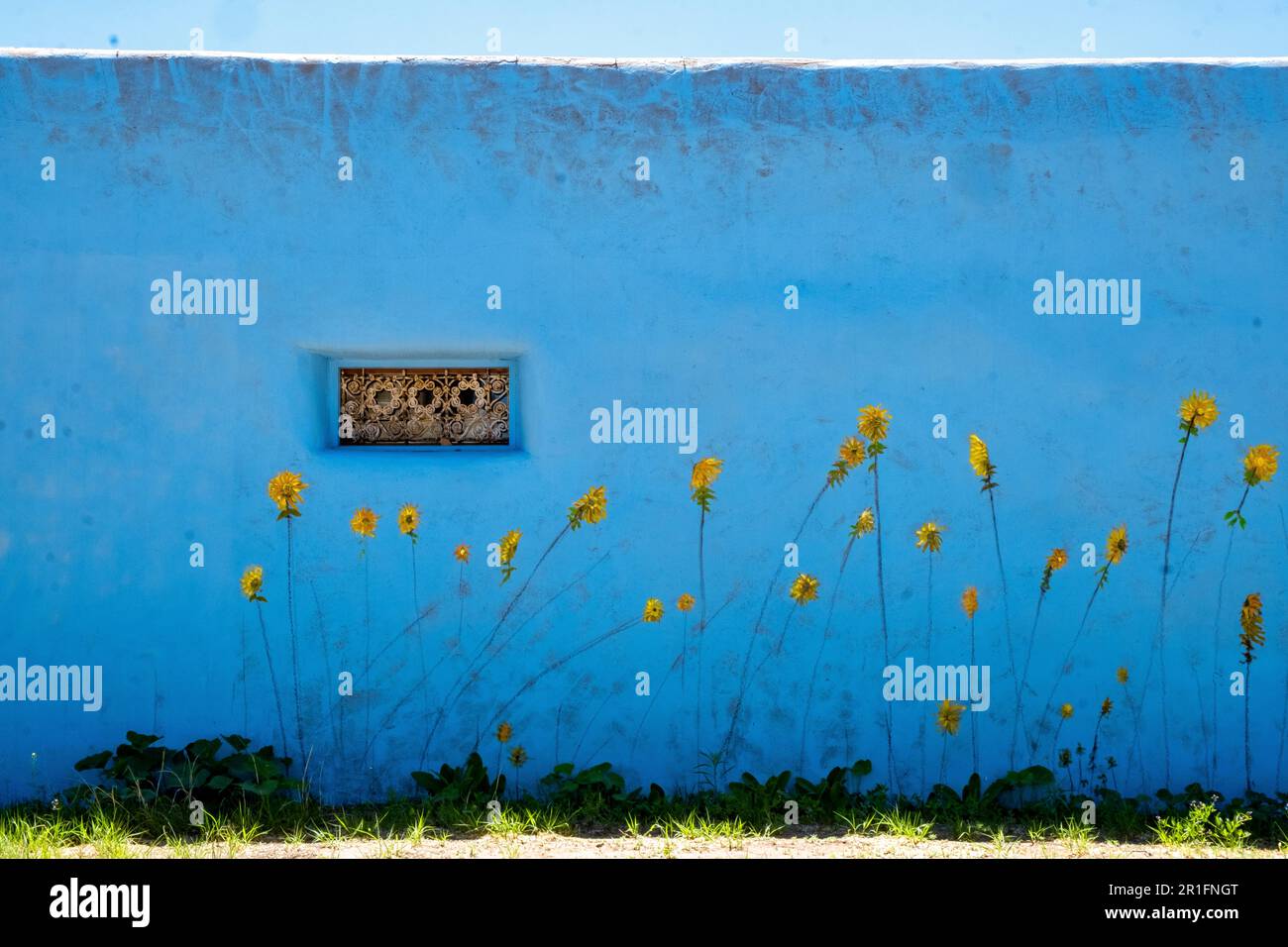 Gelbe Sonnenblumen auf einer hellblauen Wand, Cerrillos, New Mexico, USA Stockfoto