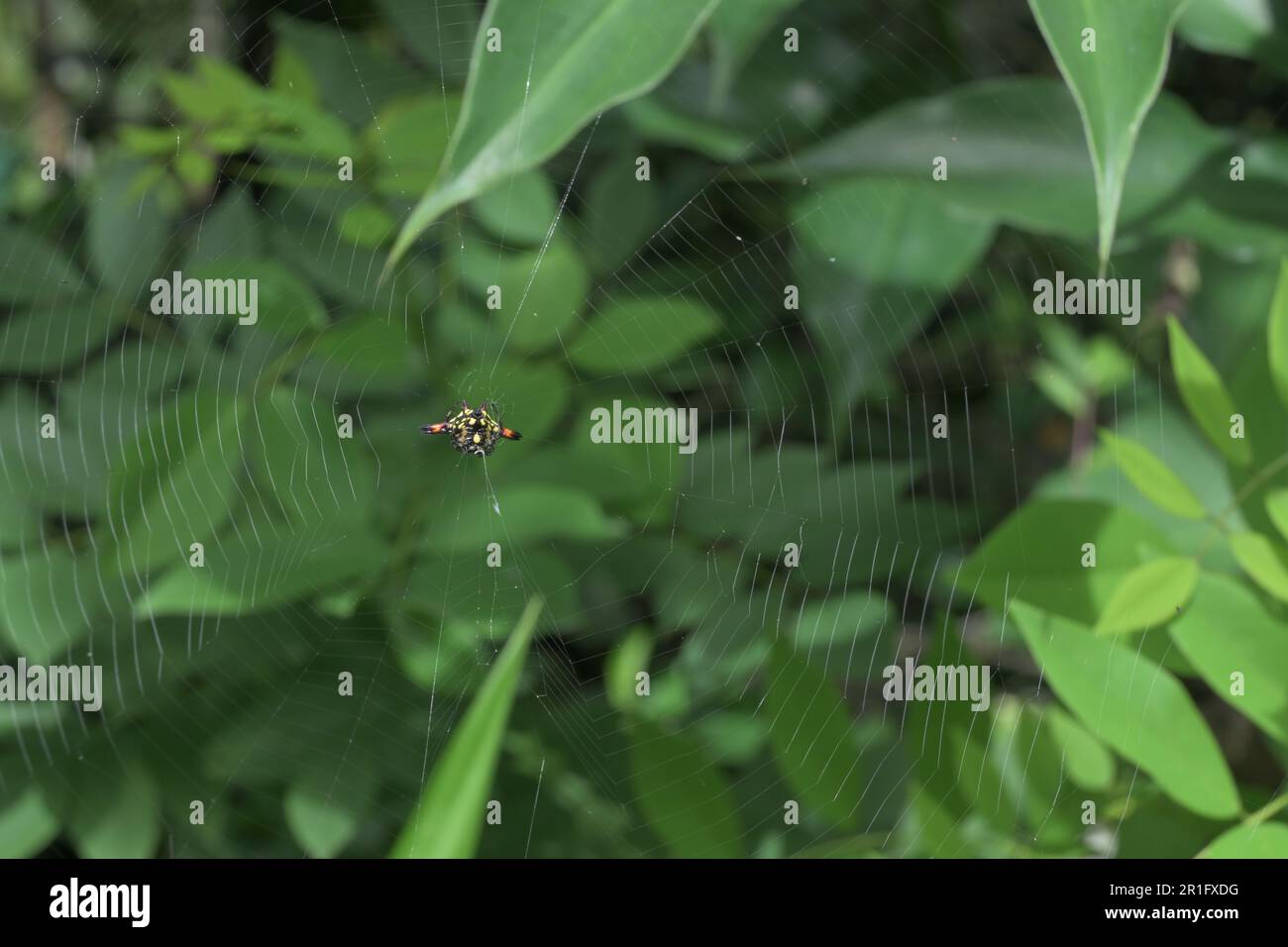 Vom Zentrum aus sehen Sie eine orientalische Spiny Orb Weaver Spinne (Gasteracantha geminata), die auf ihrem Spinnennetz über einer Grasfläche sitzt Stockfoto