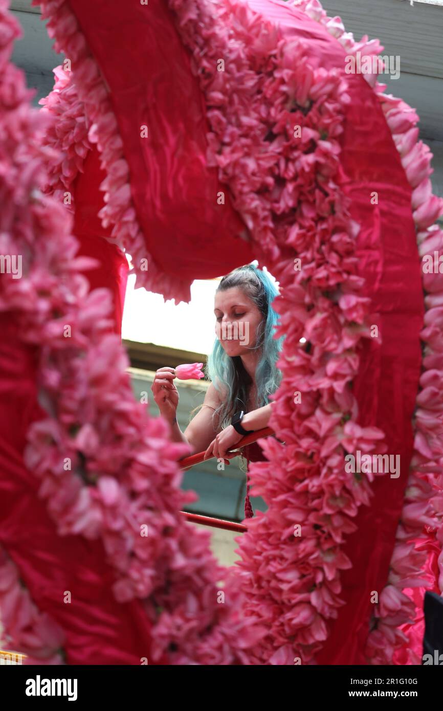 Spalding, Großbritannien. 11. Mai 2023. Laura Hudson hat damit begonnen, Tulpenköpfe an einen Festwagen zu „kleben“, bereit für das Spalding Flower Festival, das morgen (13. Mai) beginnt. Die Parade wurde von Stephen Timewell wiederbelebt, nachdem sie das letzte Mal im Jahr 2013 stattfand. Über eine Million Tulpenköpfe werden zur Dekoration von Schwimmwagen verwendet, die am 13. Mai 2023 durch die Stadt Spalding in Lincolnshire fahren werden. Kredit: Paul Marriott/Alamy Live News Stockfoto