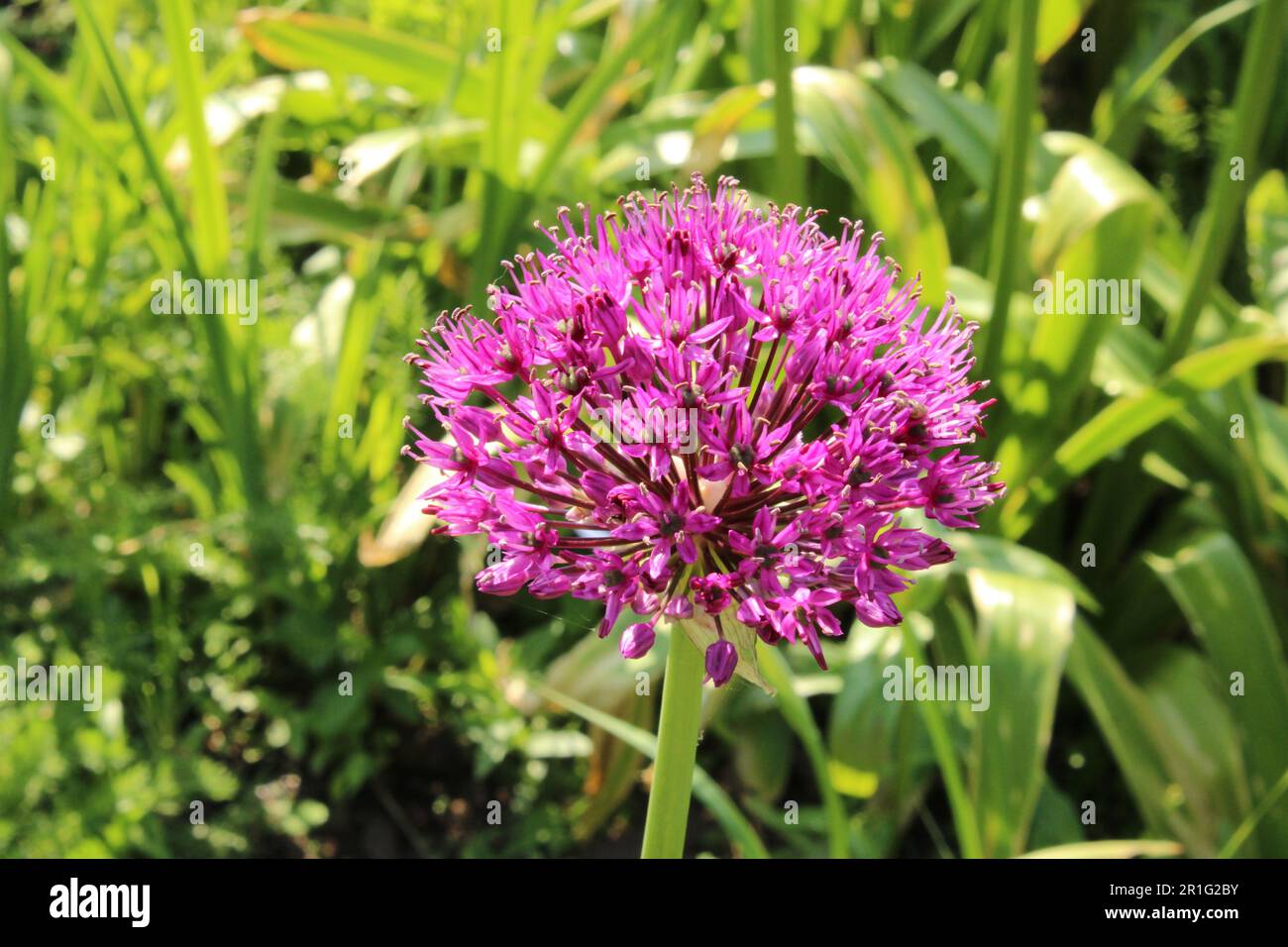 Allium Hollandicum Stockfoto