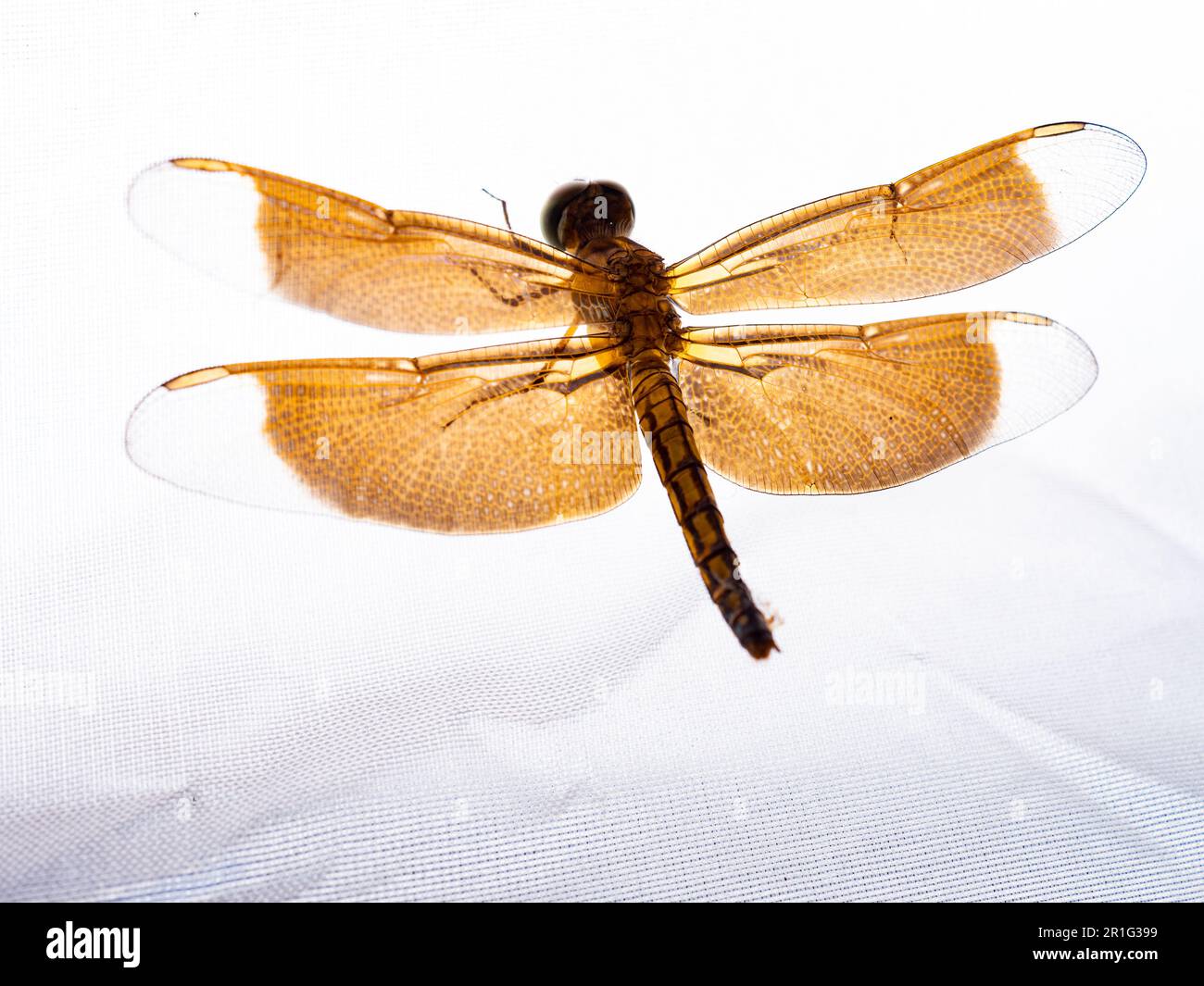 Nahaufnahme einer braunen Libelle, ein fliegendes Insekt, das der Infrastruktur Anisoptera unter dem Orden Odonata gehört Stockfoto