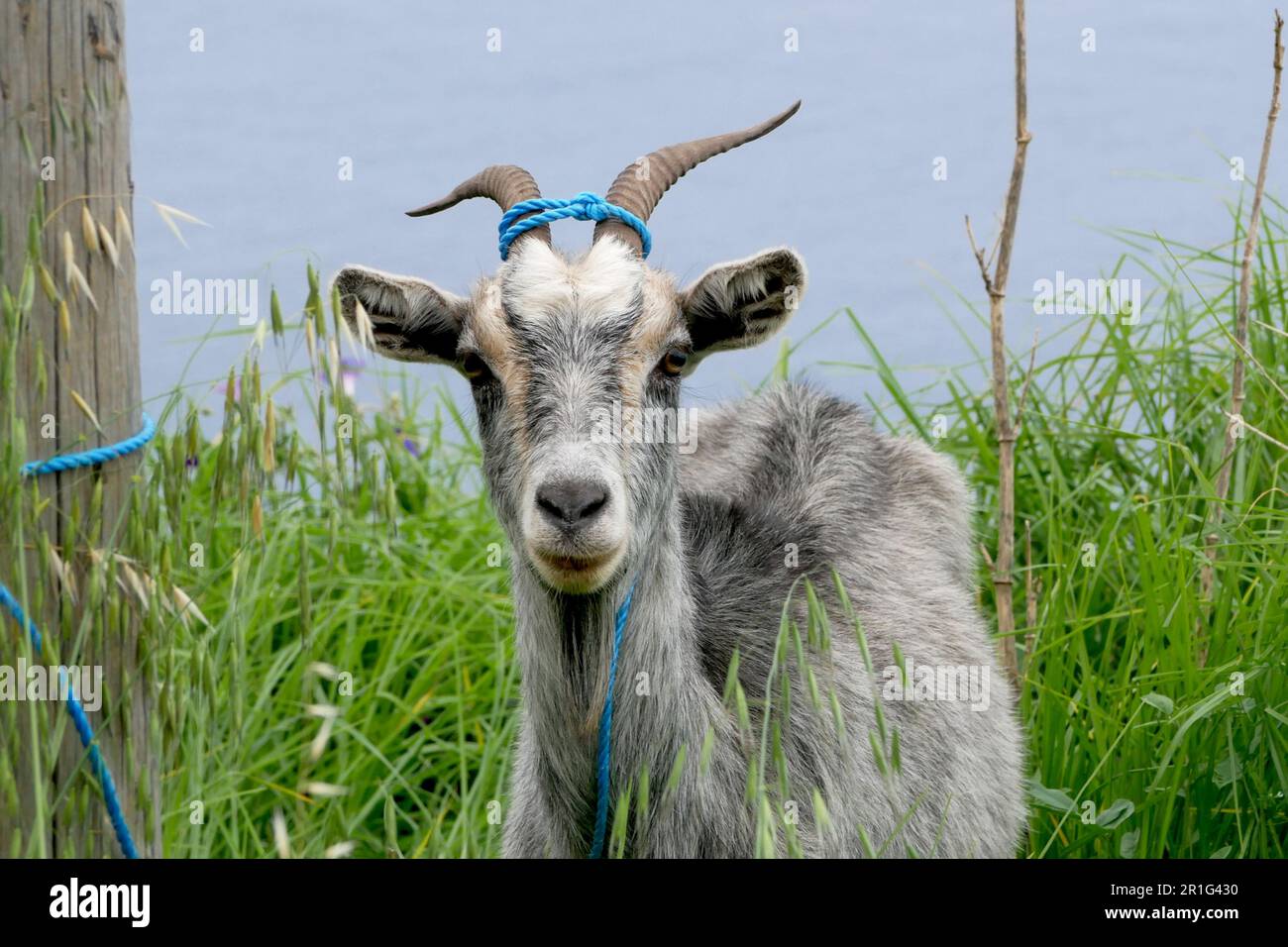 Eine Ziege, die mit einem Seil auf einem Holzpfahl befestigt ist Stockfoto