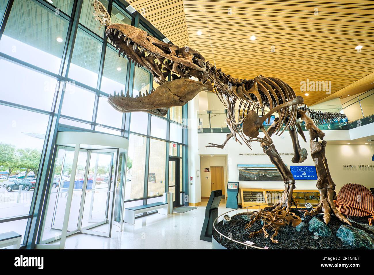 Im Mayer Museum an der Angelo State University in San Angelo, Texas, befindet sich ein Dinosaurierskelett. Stockfoto
