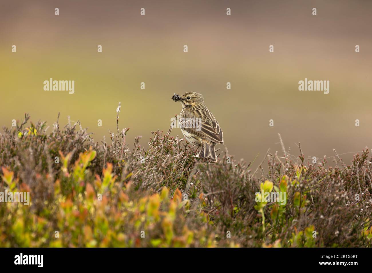 Meadow Pipit, wissenschaftlicher Name: Anthus pratensis, hoch oben auf Heidekraut auf bewirtschaftetem Moorland und nach links gerichtet, mit Schnabel voller Insekten. Yorkshire Dales, U Stockfoto