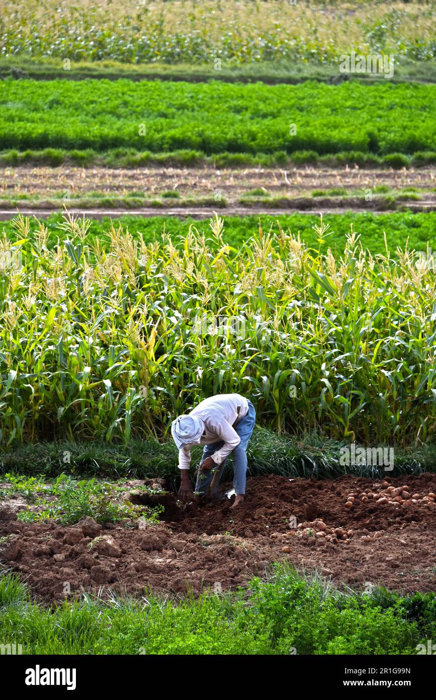 Selbständige arbeitsintensive Landwirtschaft in Marokko. Traditionelle nachhaltige Landwirtschaft Stockfoto