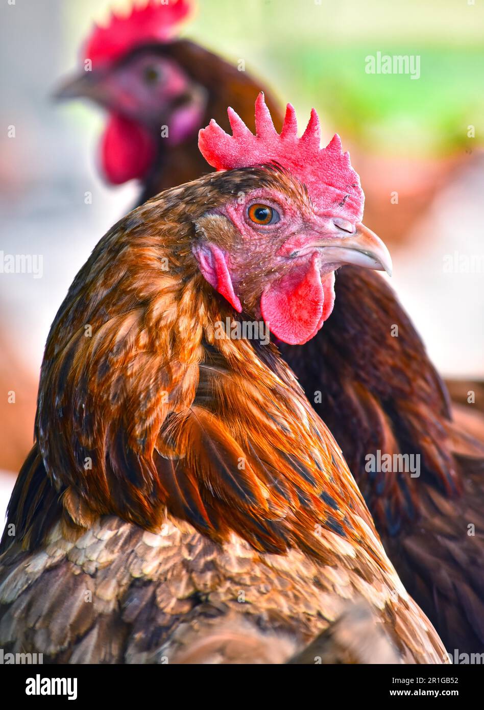 Hühner auf traditionellen freie Strecke Geflügelfarm Stockfoto