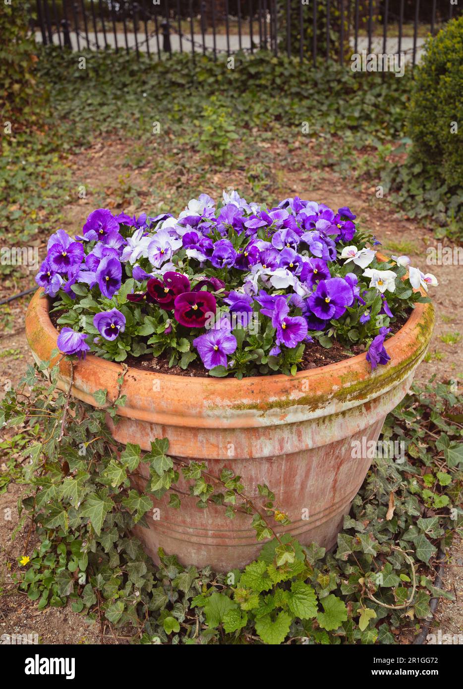 Schöne Pansy-Blume auf dem Topf Stockfoto