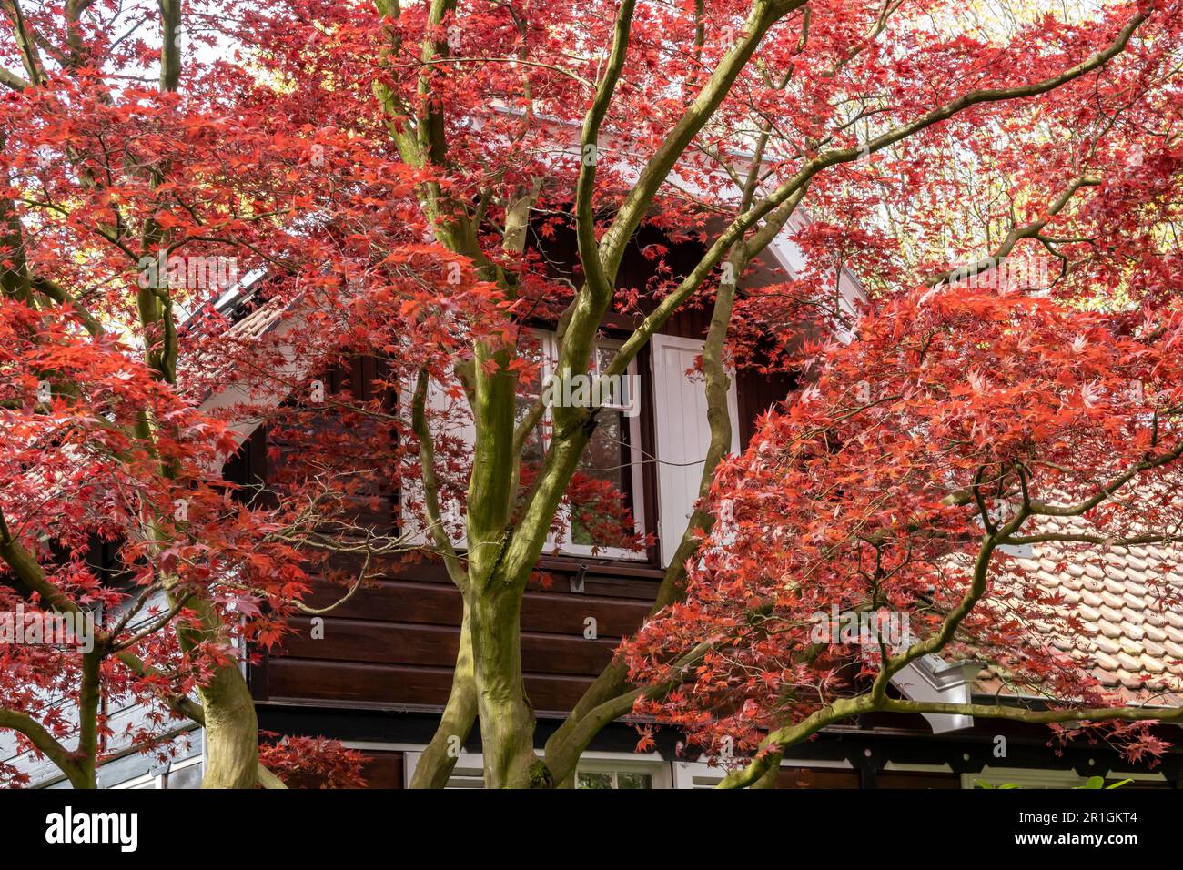 Japanischer Ahorn, Acer palmatum „Atropurpureum“ rot, Baum mit roten Blättern im Vorgarten des Hauses im Frühling, Niederlande Stockfoto