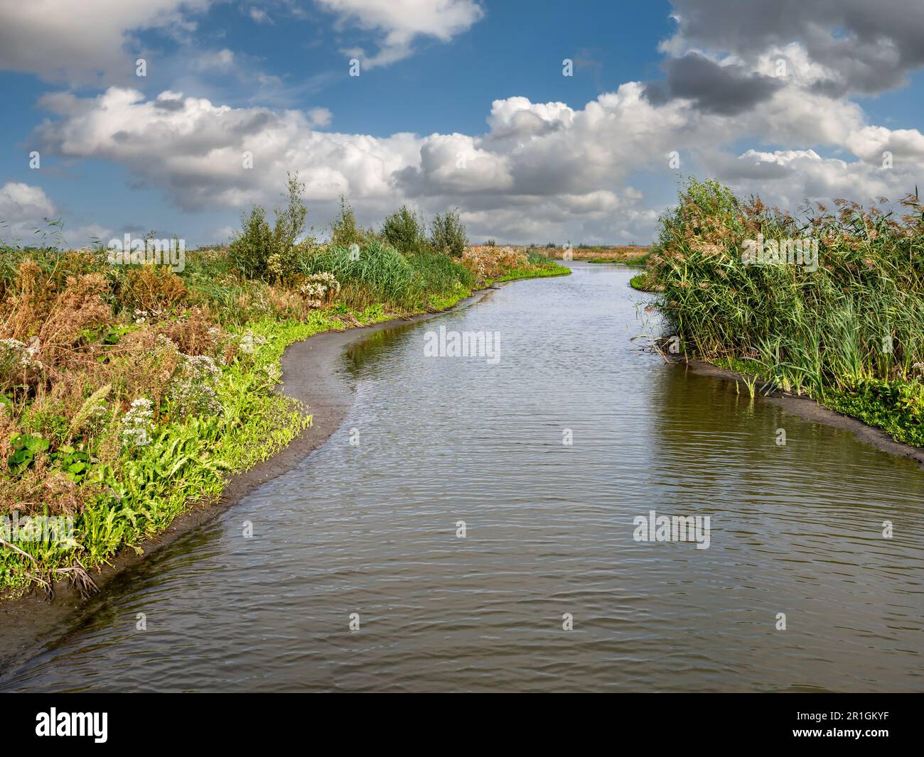 Marschland mit Bach, Sumpfvegetation, Schlammflächen und geschütztem, flachem Wasser auf der Insel Marker Wadden, Niederlande Stockfoto