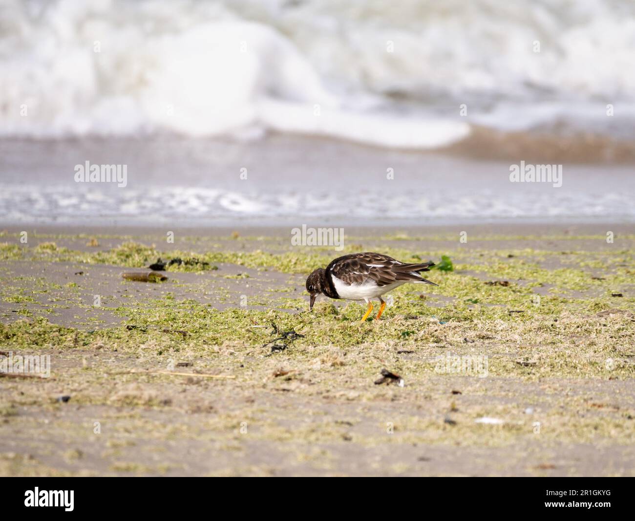 Ruddy Turnstone, Arenaria interpres, Erwachsener in nicht zuchtfähigem Gefieder, das Seetang auf Sand am Strand von Scheveningen, Niederlande, untersucht Stockfoto