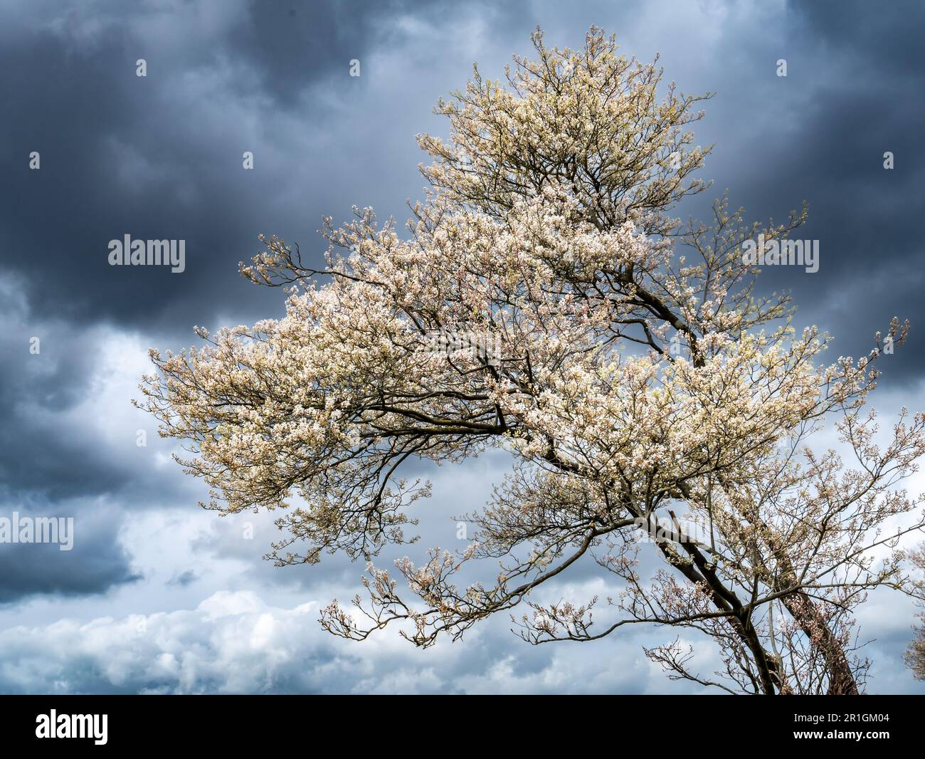 Juneberry- oder verschneiter mespilusbaum, Amelanchier lamarkii, blüht im Frühling gegen dunklen Himmel mit Sturmwolken, Niederlande Stockfoto