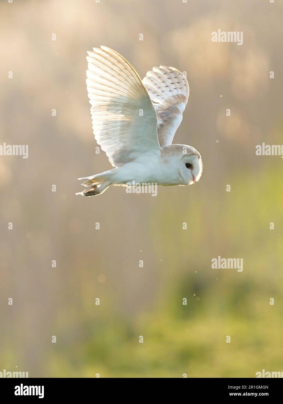 Eine Scheuneneule, die bei Sonnenuntergang im Naturschutzgebiet Ham Wall, Somerset, fliegt. Foto: Samstag, 13. Mai 2023. Stockfoto