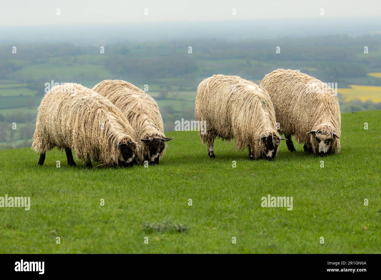 An einem nebligen Frühlingsmorgen in Nidderdale, North Yorkshire, zieht sich ein Masham-Schaf aus Longwool hinunter und weidet auf grünem Gras. Ein Kreuz Stockfoto