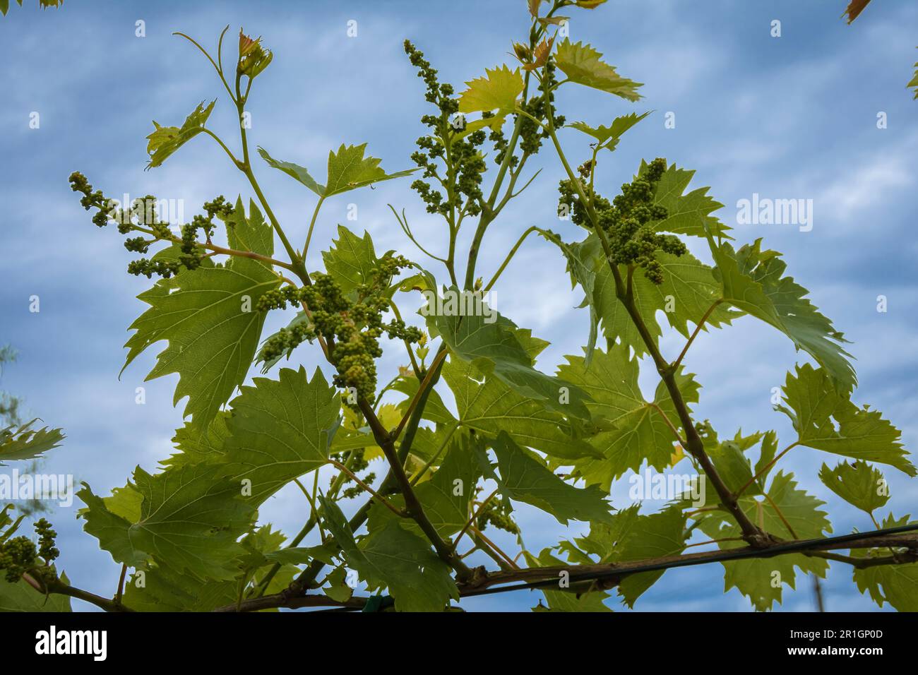 Junge Traubenblüten auf der Rebe schließen sich an. Weinrebe mit jungen Blättern und Knospen, die auf einer Weinrebe im Weinberg blühen. Stockfoto