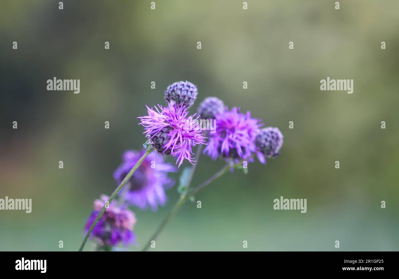 Grössere Klette, lila Stachelblumen. Arctium lappa-Pflanze. Stockfoto