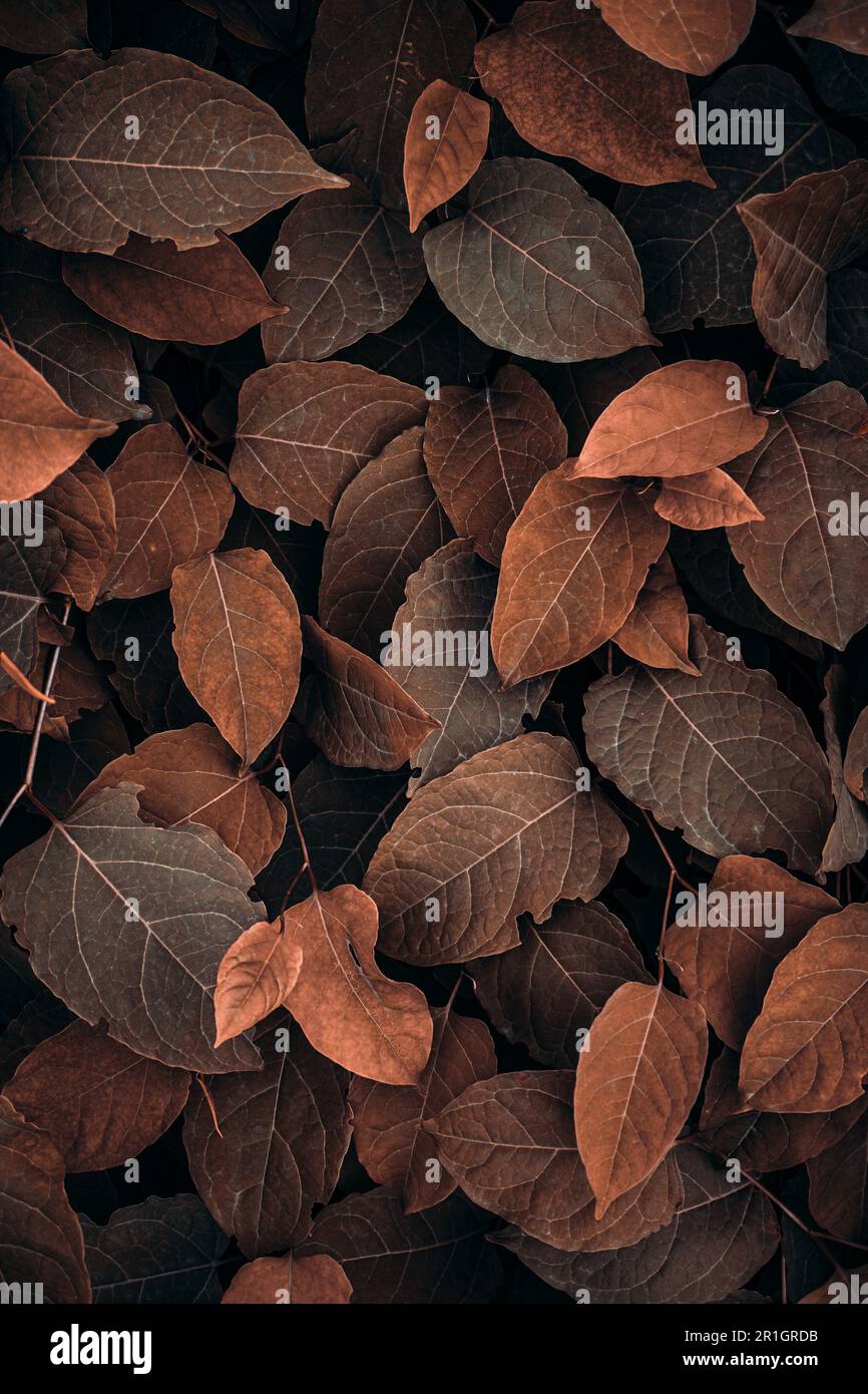Braune japanische Knotweed-Blätter in der Herbstsaison, brauner Hintergrund Stockfoto