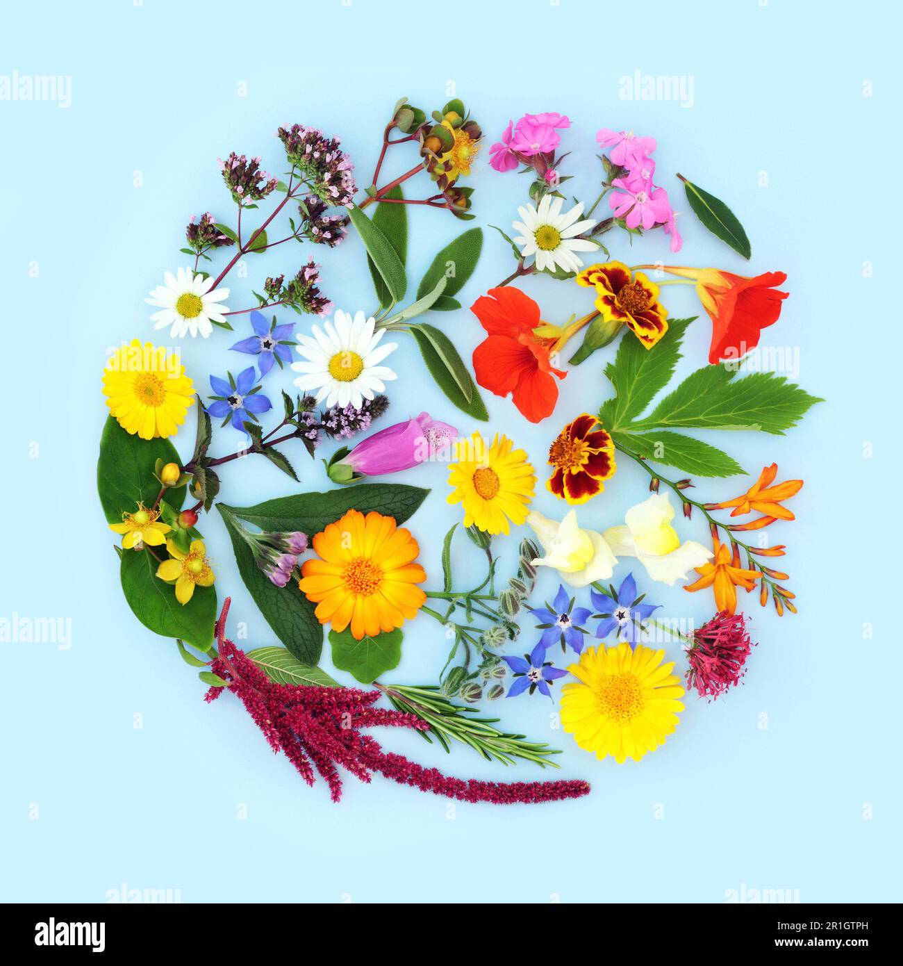 Sommerblumen und Kräuter für Blumenmittel und pflanzliche Heilmittel. Das Logo mit der runden Form des alternativen Heilflorkonzepts. Stockfoto