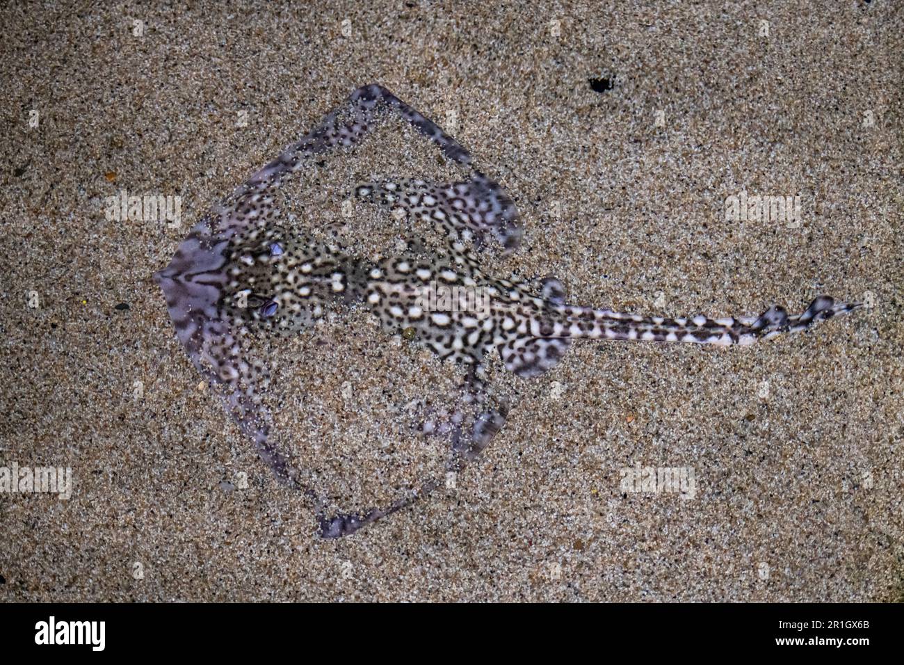 Ein Thornback Ray in einem britischen Aquarium, das flach am Sand in flachem Wasser liegt. Stockfoto
