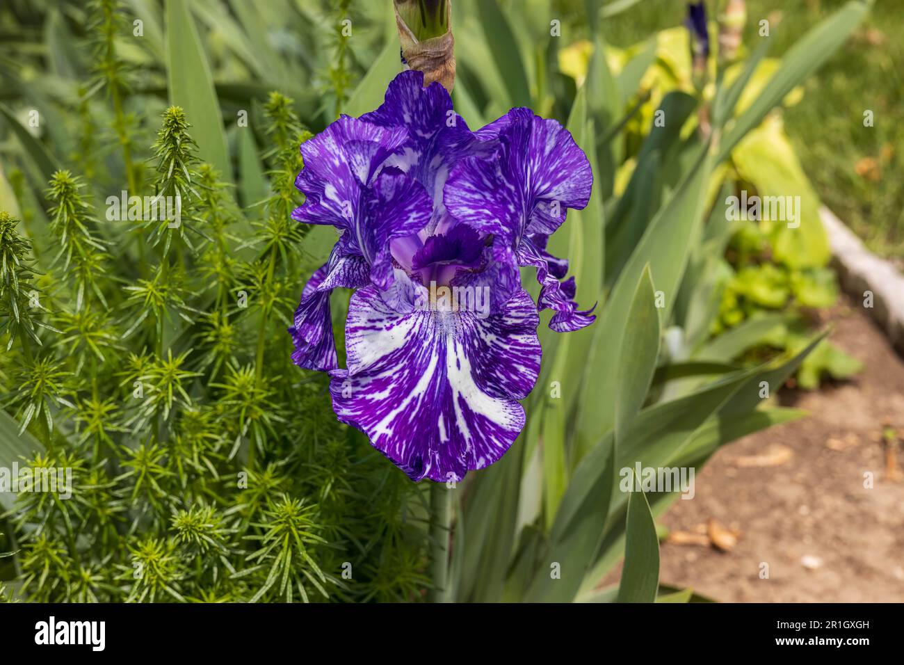 Sobald diese Blaubärtige Irisblüte sich öffnet, wird die Blume innerhalb eines Tages oder so violett Stockfoto