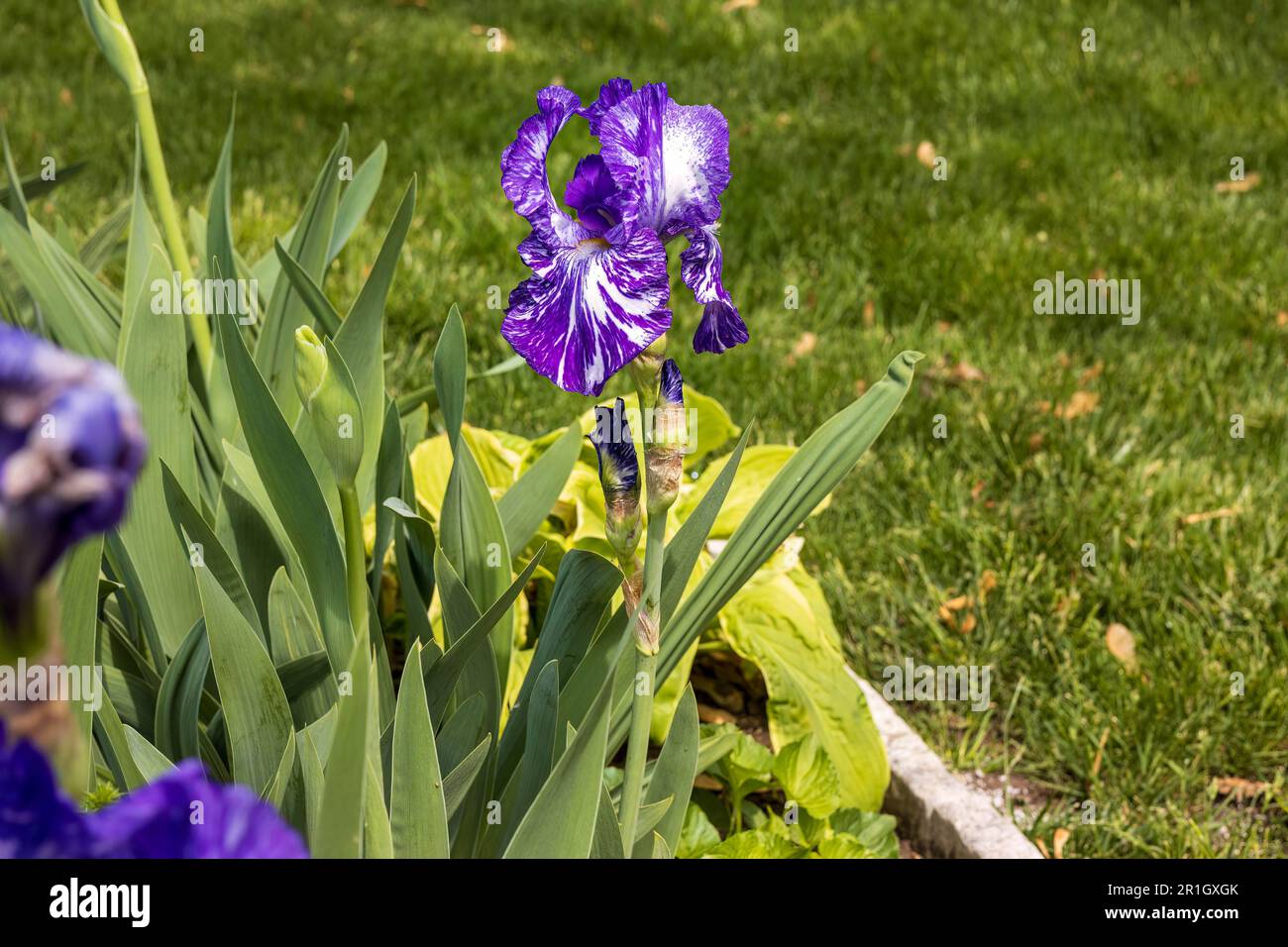 Sobald diese Blaubärtige Irisblüte sich öffnet, wird die Blume innerhalb eines Tages oder so violett Stockfoto