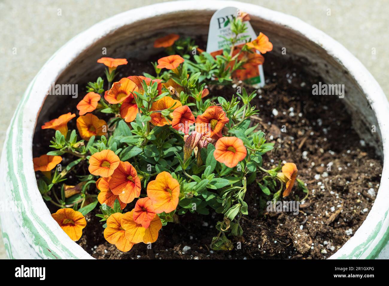 Weißer Blumentopf mit orangefarbenen Millionen Blüten Stockfoto