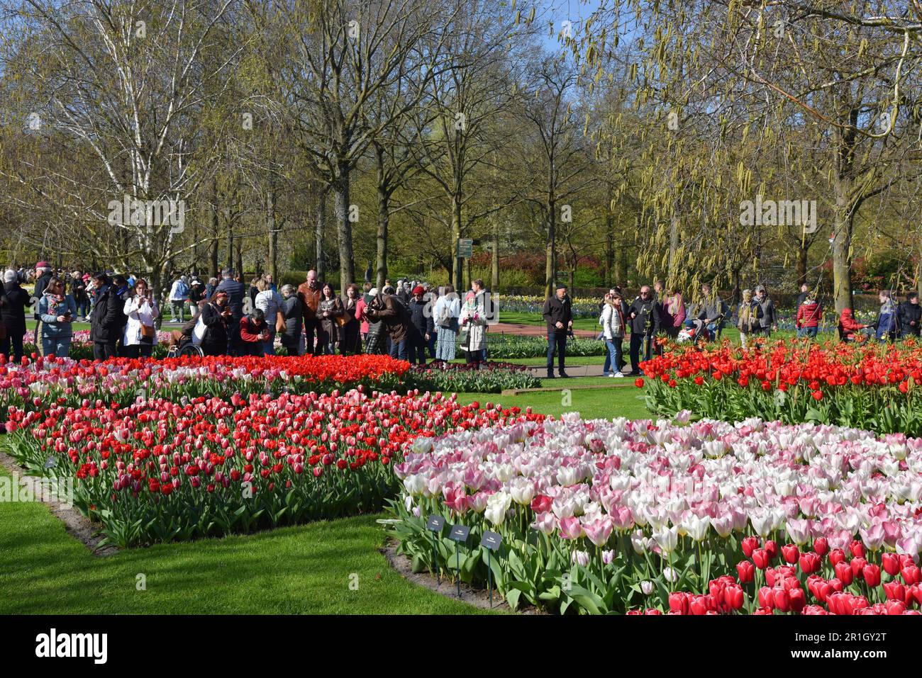 Lisse, Niederlande. April 2023. Besucher des Keukenhof, einem großartigen Frühlingsgarten in den Niederlanden. Hochwertiges Foto Stockfoto