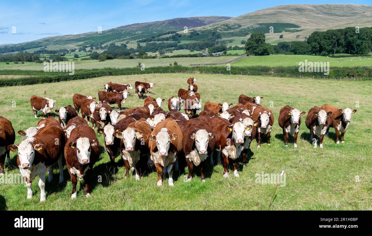 Herdbestand Hereford-Rinder auf Bergweideland, Cumbria, Vereinigtes Königreich. Stockfoto