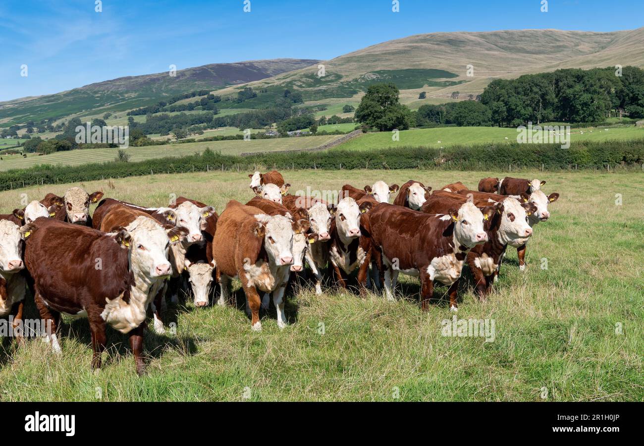 Herdbestand Hereford-Rinder auf Bergweideland, Cumbria, Vereinigtes Königreich. Stockfoto