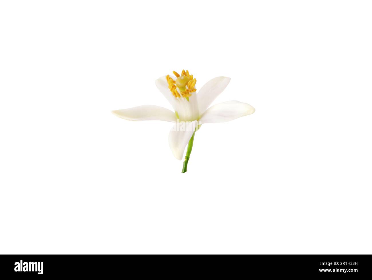 Orangenblüten-Nahaufnahme. Weiße Blütenblätter und gelbe Stäbe. Neroli-Duftblume isoliert auf weiß. Stockfoto