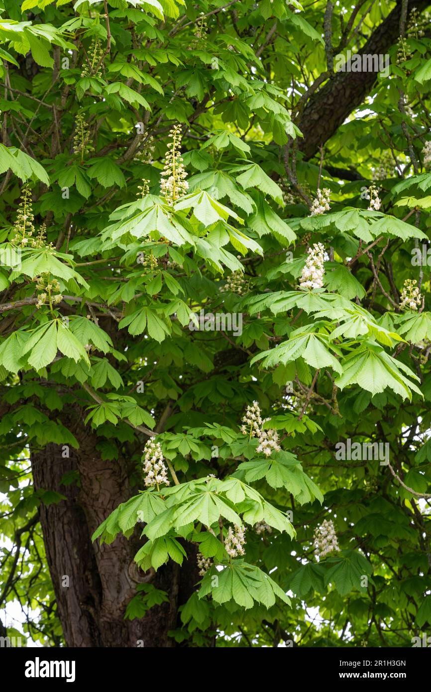 Rosskastanienbaum mit weißen Blumen, die im Mai blühen. Hippocastanum ist eine Blumenpflanzenart der Familie Sapindaceae. England Stockfoto