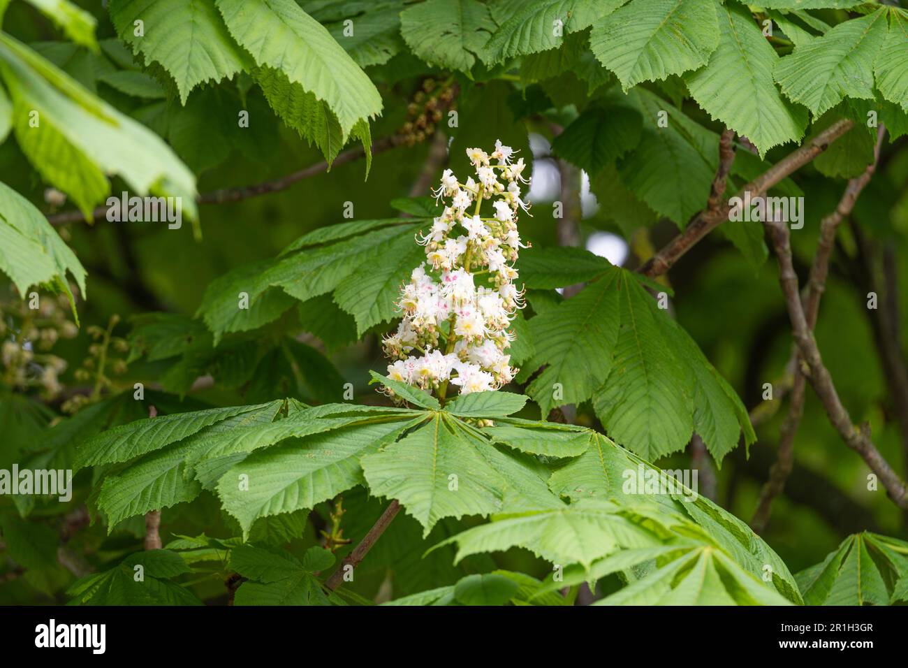 Rosskastanienbaum mit weißen Blumen, die im Mai blühen. Hippocastanum ist eine Blumenpflanzenart der Familie Sapindaceae. England Stockfoto