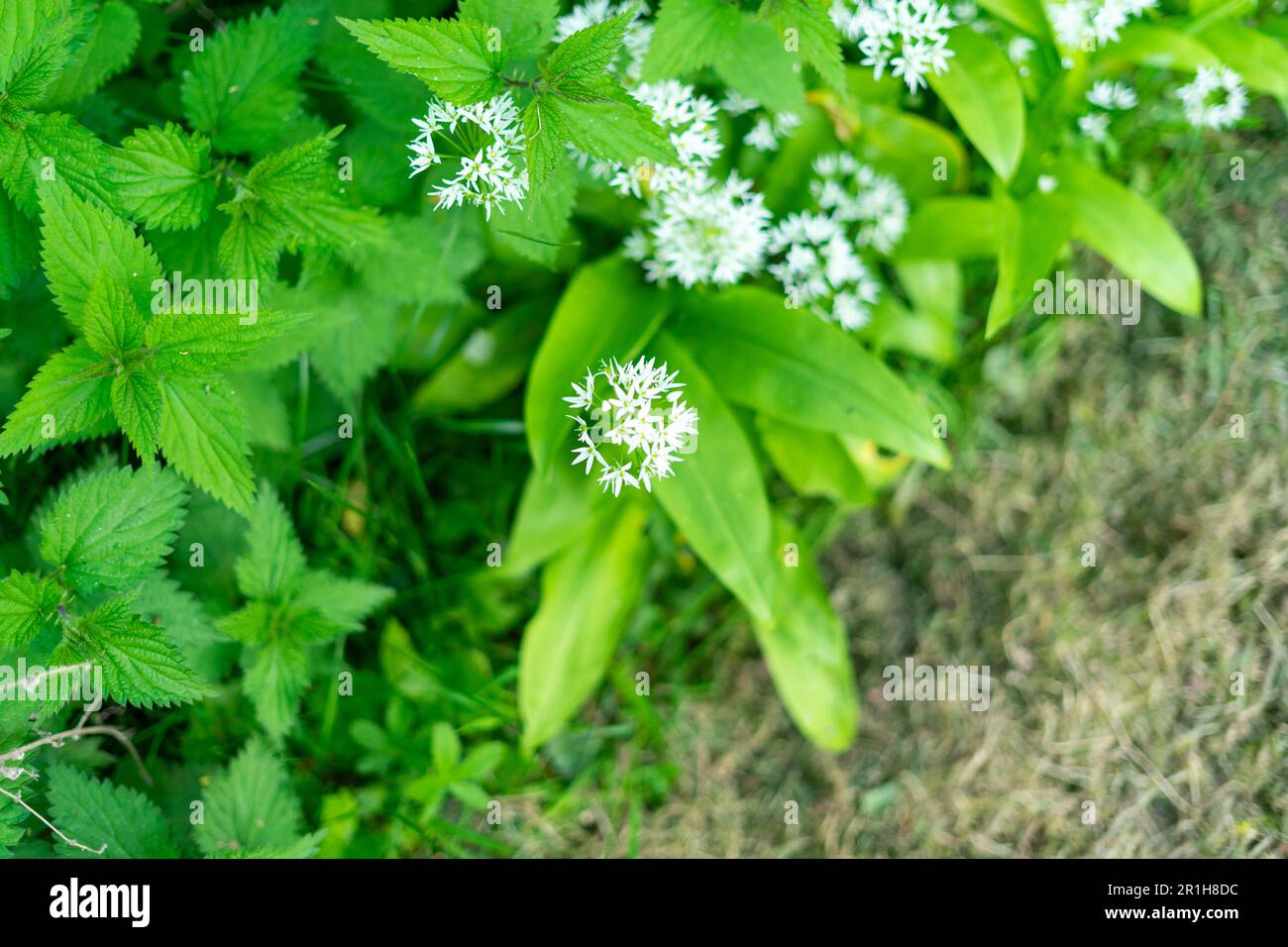 Allium ursinum, bekannt als wilder Knoblauch, Ramsons, Cowleekes, Kühe-Lauch, Cowleek, Buckrams, Breitblättriger Knoblauch, Holzknoblauch, Bärenlauge Stockfoto