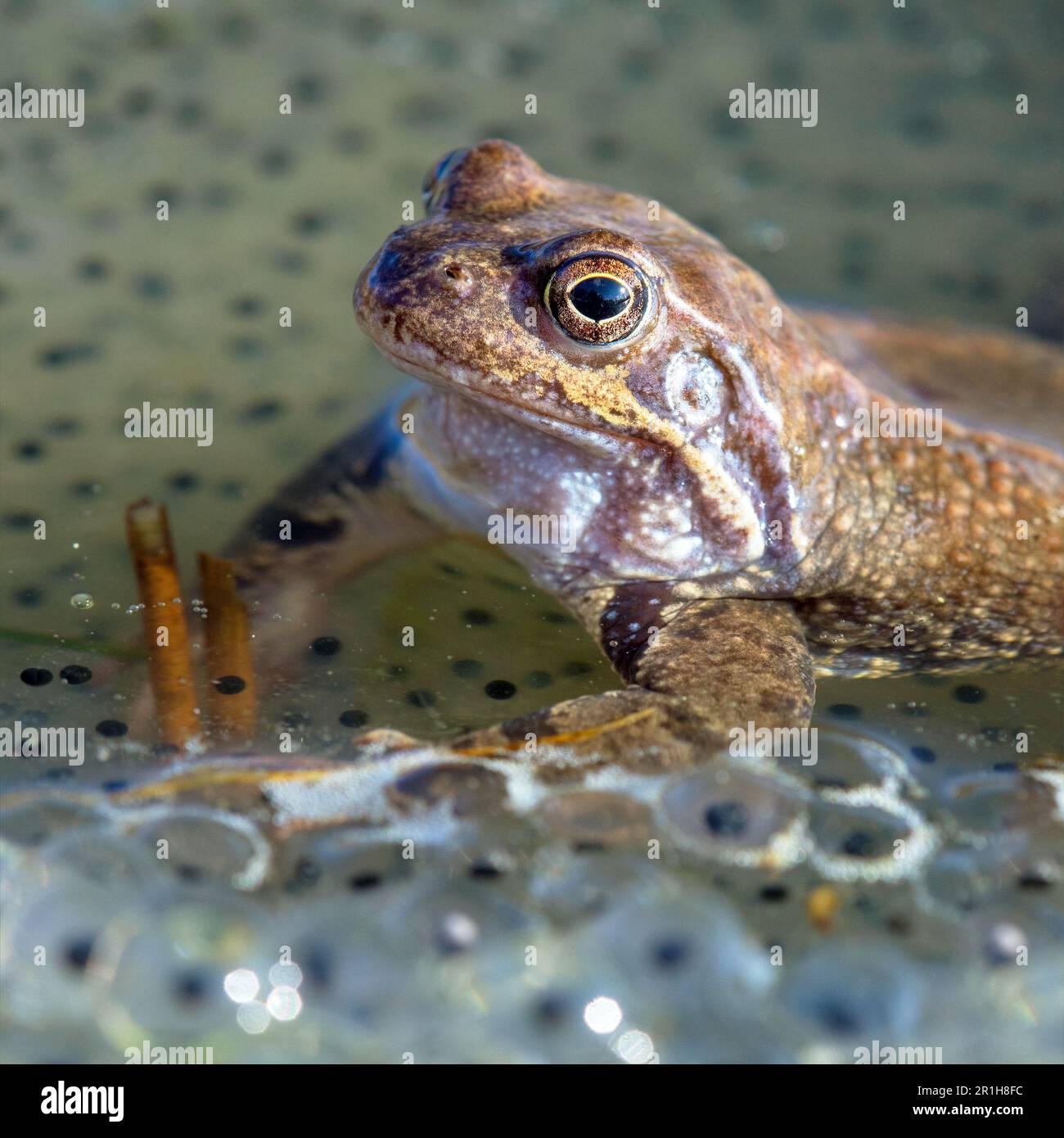 Europäischer Brauner Frosch in lateinischer Rana temporaria mit Eiern Stockfoto