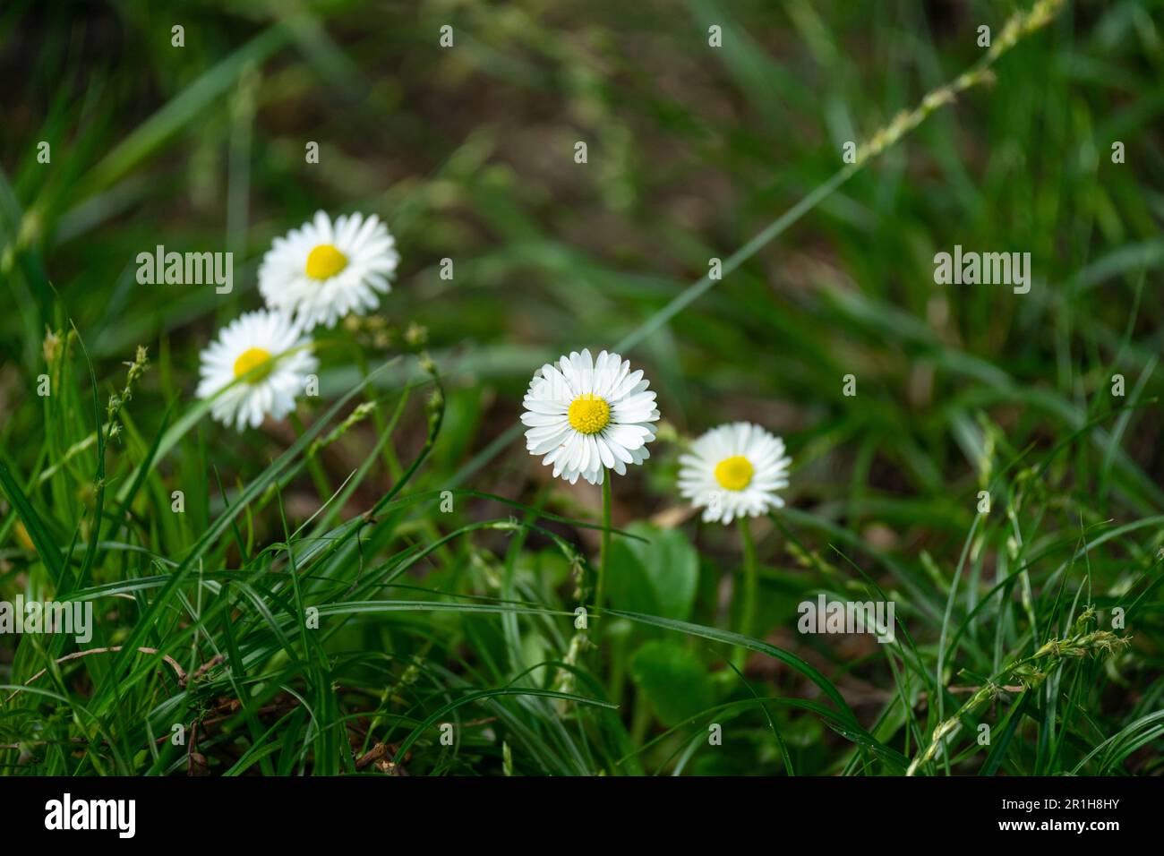 Daisy Pflanzenblume, Bellis perennis Stockfoto