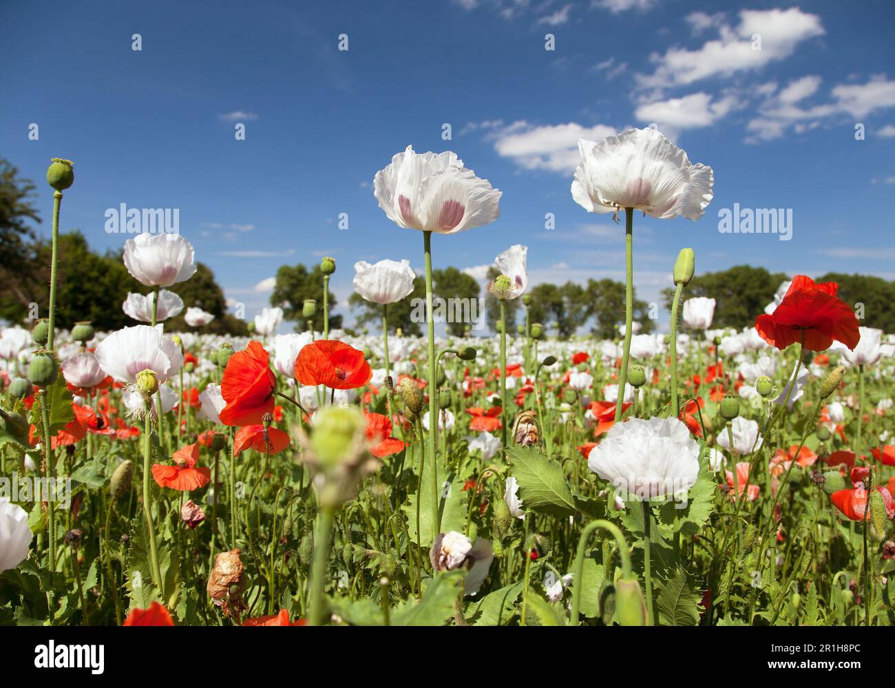 Weißes blühendes Opiummohn-Feld im lateinischen papaver somniferum, Mohn-Feld mit roten Mohnblumen gejäten, weißer Mohn wird in Tschechien angebaut Stockfoto