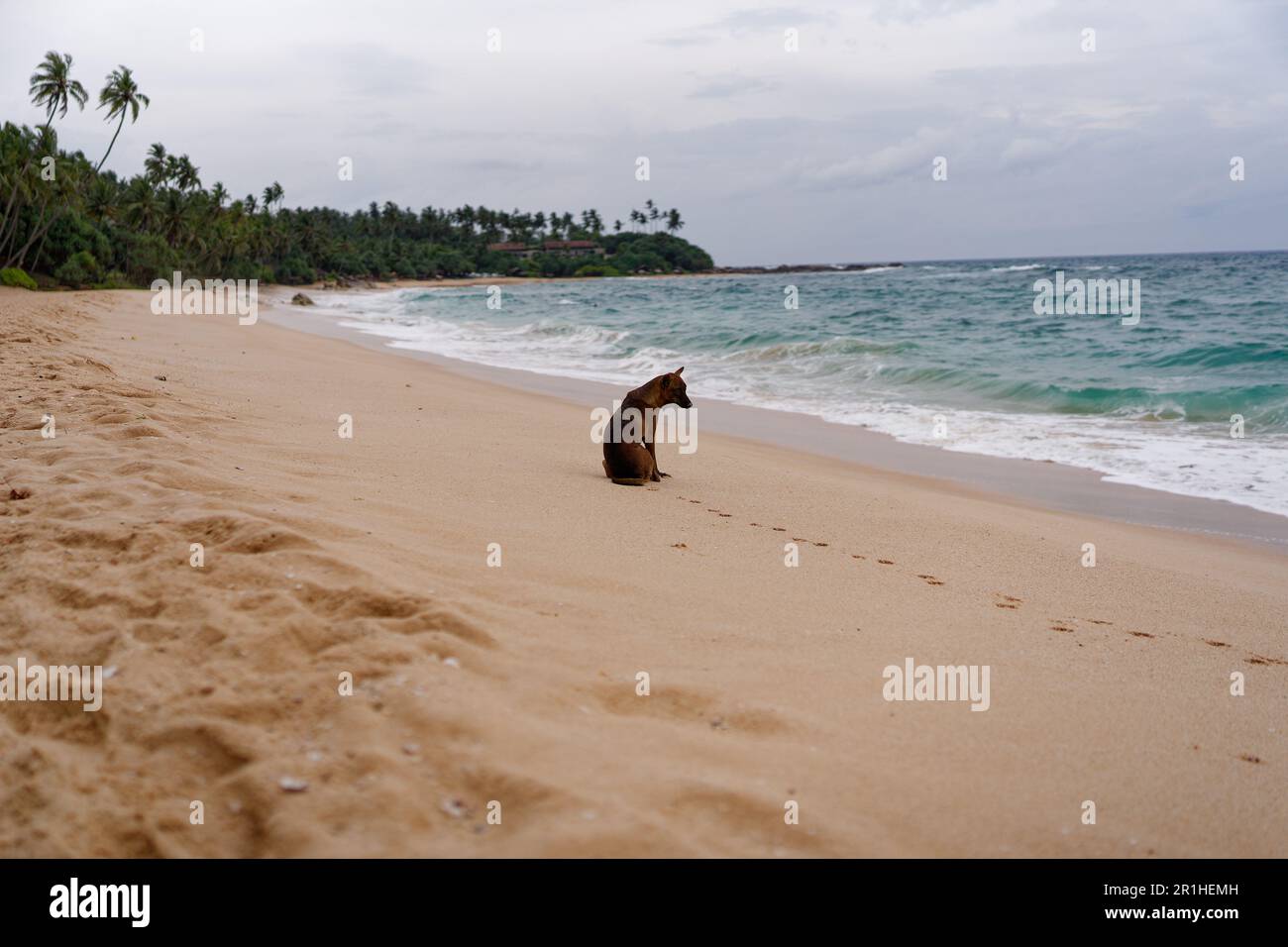 Einsamer streunender Hund an einem Strand in Sri Lanka Stockfoto