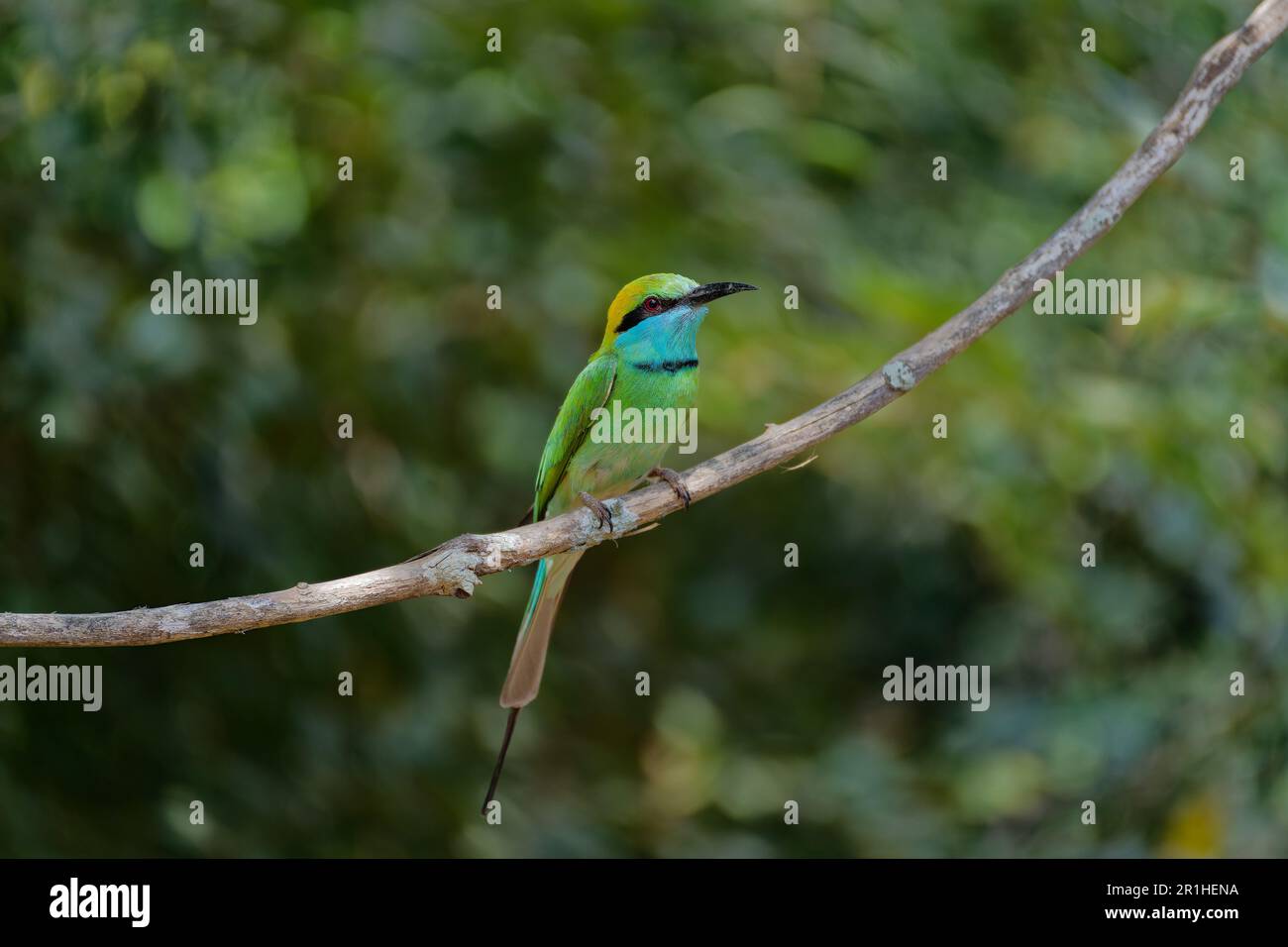 King Fisher Vogel auf einem Baum Stockfoto