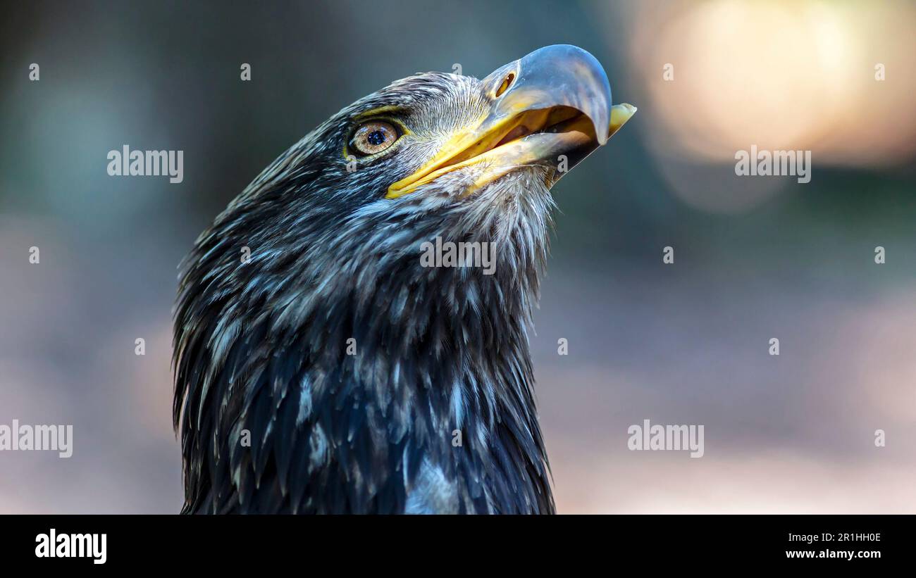 Nahaufnahme eines Jugendlichen Weißkopfseeadlers mit einem verletzten unteren Schnabel, der vom World Bird Sanctuary in der Nähe von St. Louis, MO Stockfoto