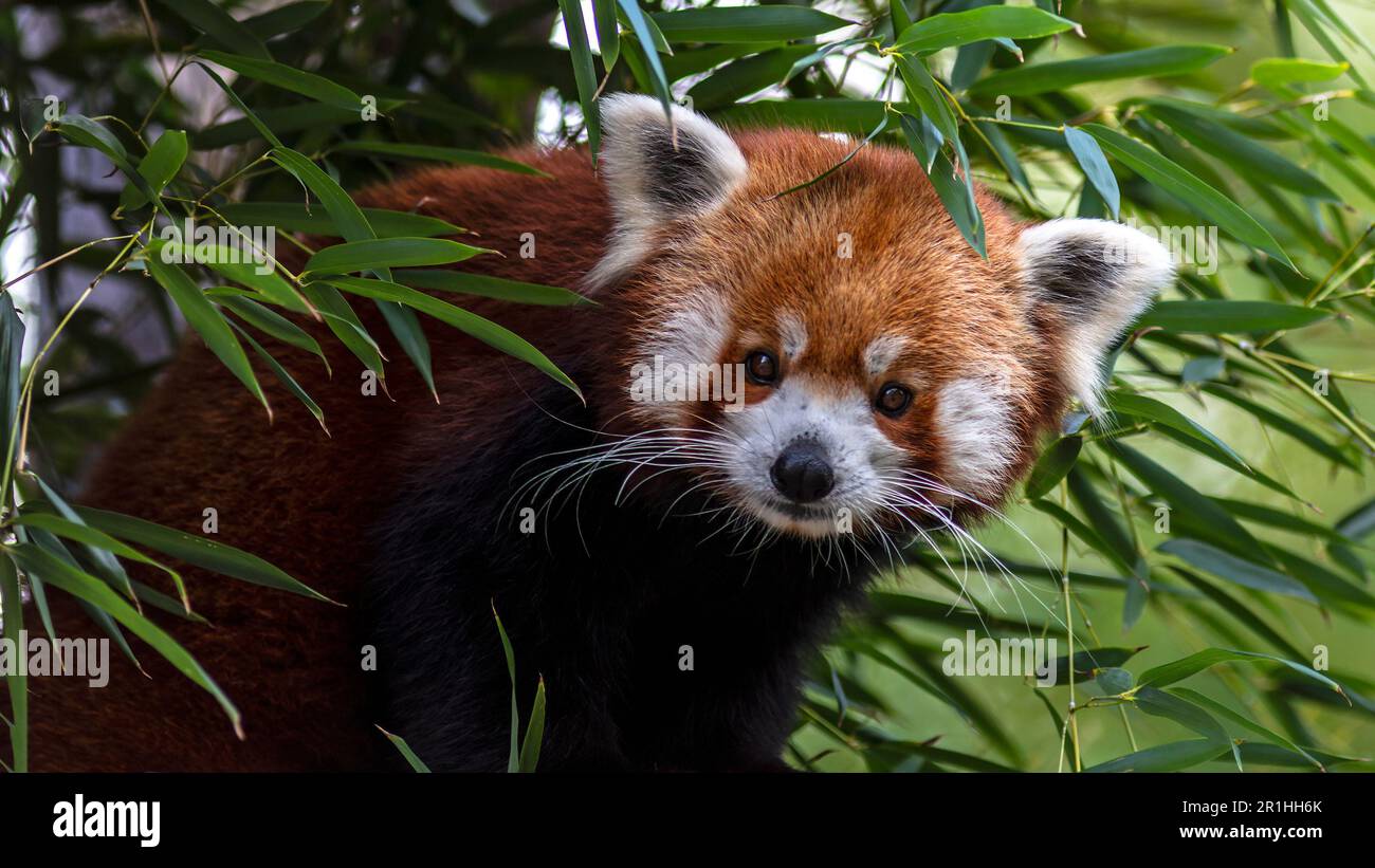 Roter Panda, der durch die Blätter schaut und Blickkontakt hat Stockfoto