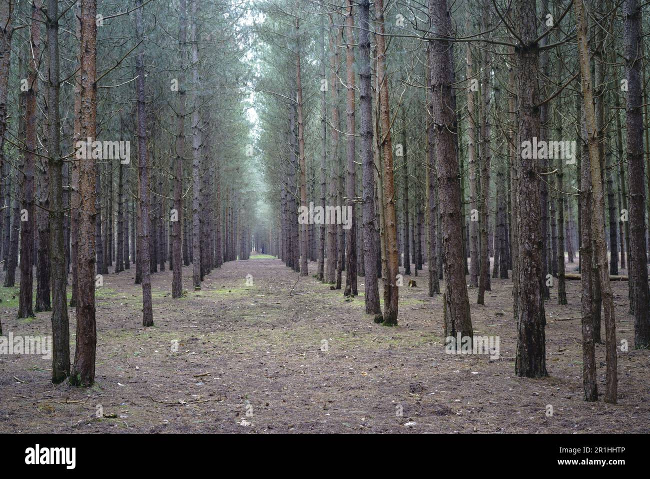 Rendlesham Forest, Suffolk UK Stockfoto