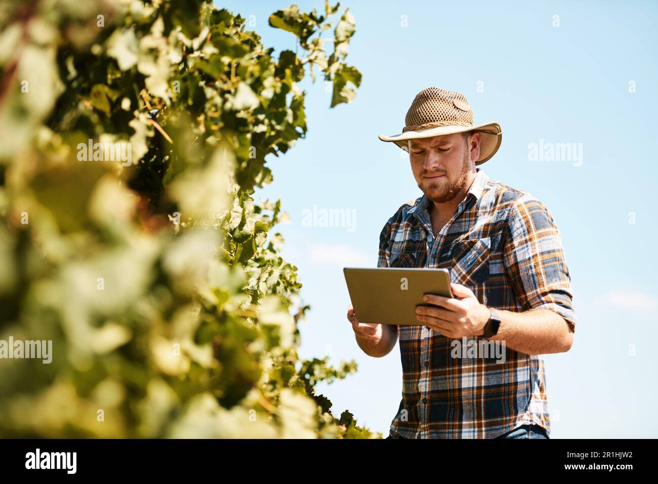 Er ist immer bereit, neue Anbaumethoden auszuprobieren. Ein Landwirt, der mit einem digitalen Tablet auf einem Weinberg arbeitet. Stockfoto