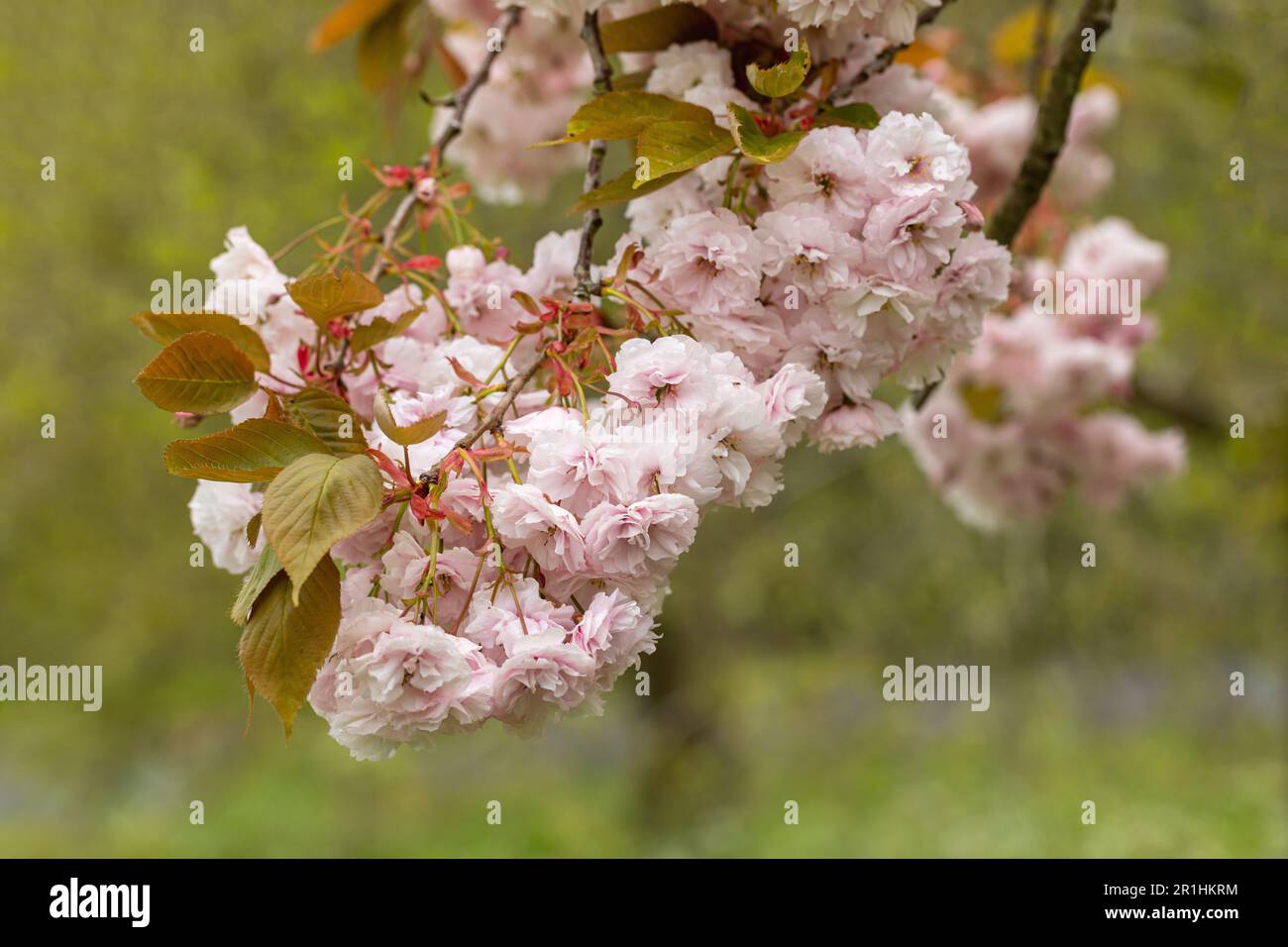 Nahaufnahme der wunderschönen rosa Kirschblüte im Mai, England, Großbritannien Stockfoto